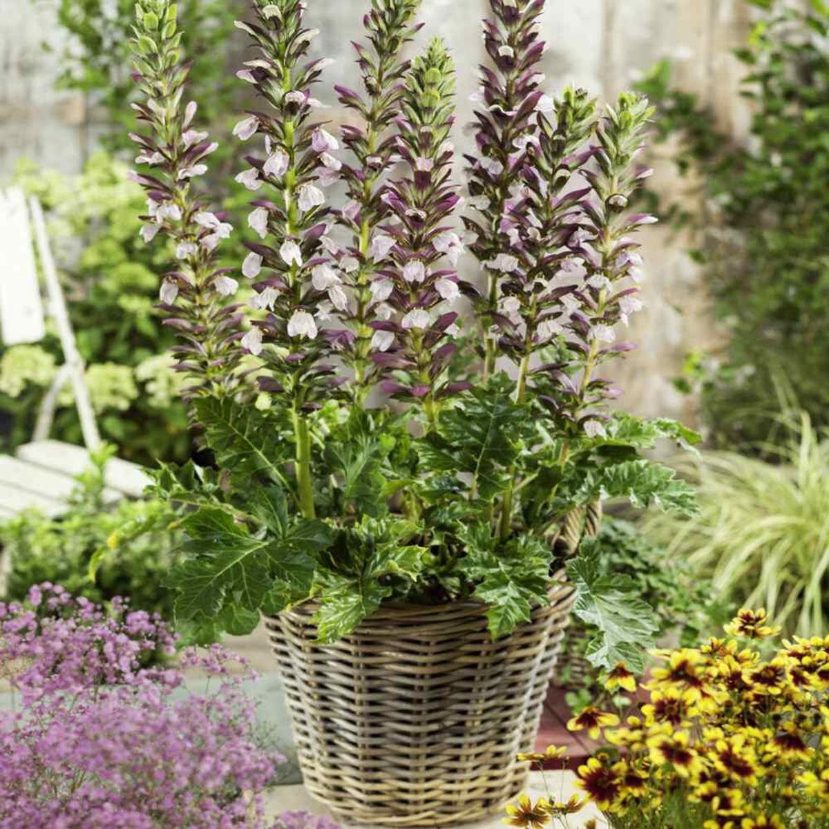 Acanthus Spinosus Acanthus spinosus Flower Seeds for Planting in Flower Bed