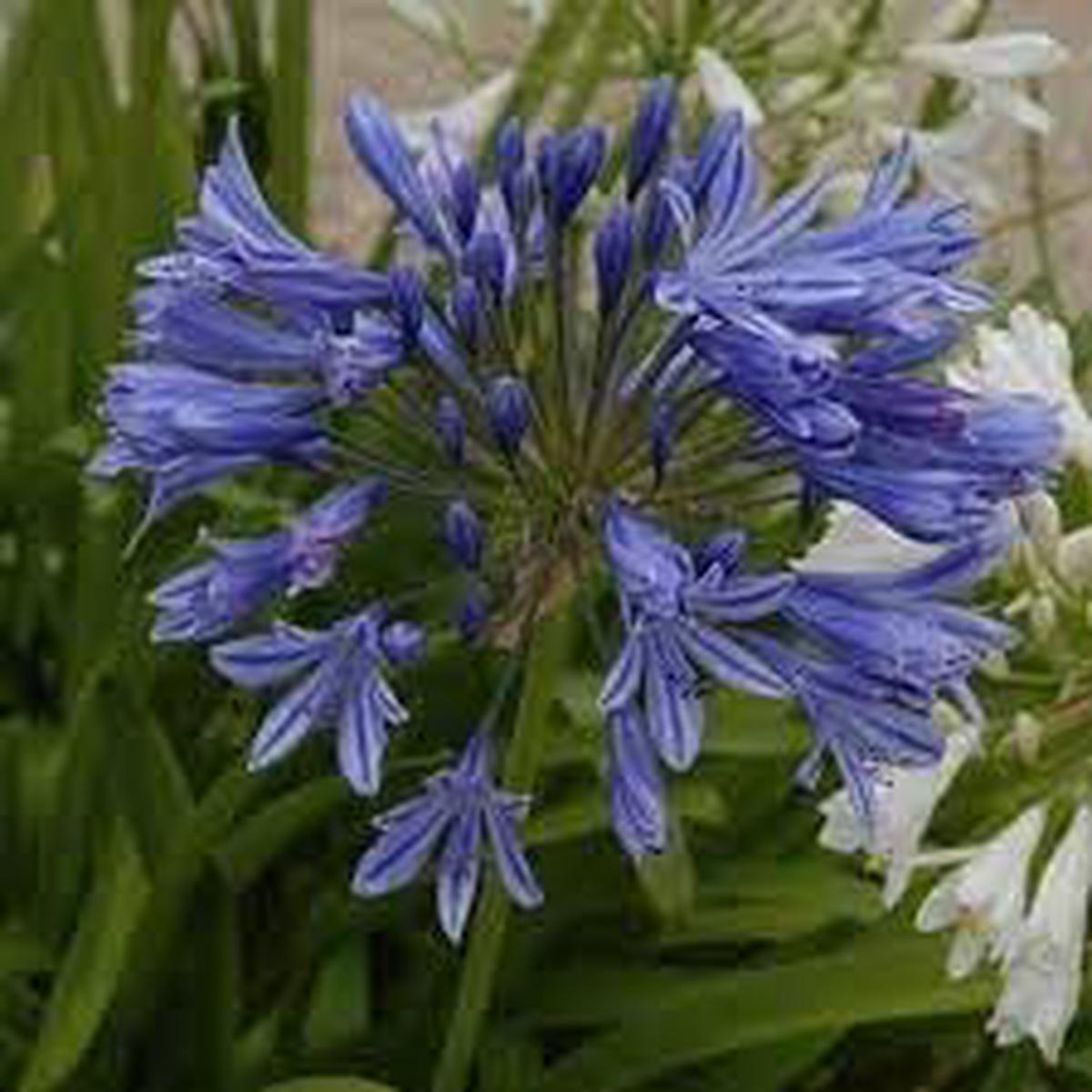 Agapanthus Africanus Flower Seeds for Planting Blue Lily of the Nile, Organic Heirloom Non-GMO Garden Seeds
