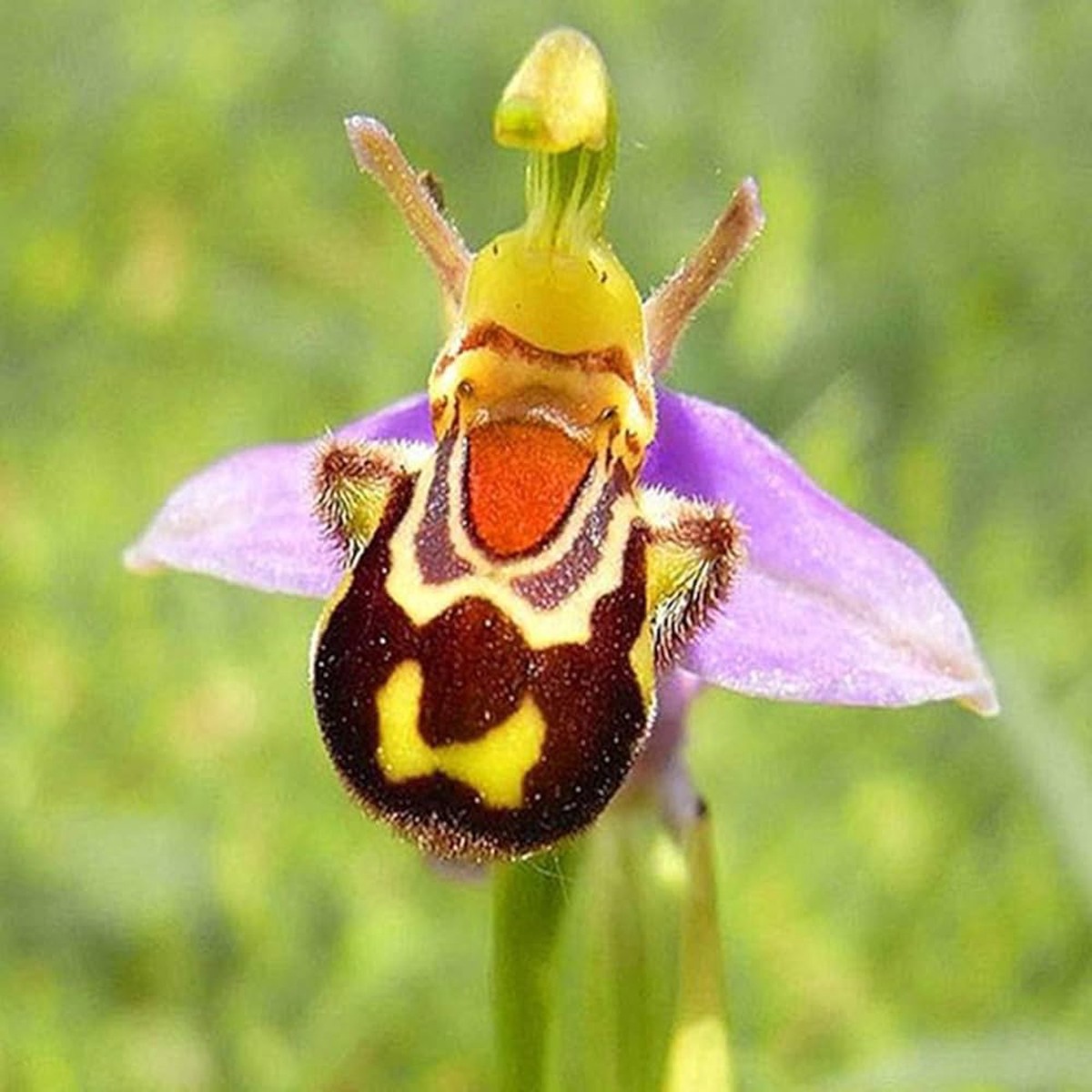 Bee Orchid Ophrys Apifera Flower For Planting Flower Seeds for Home Garden Planting, Fragrant