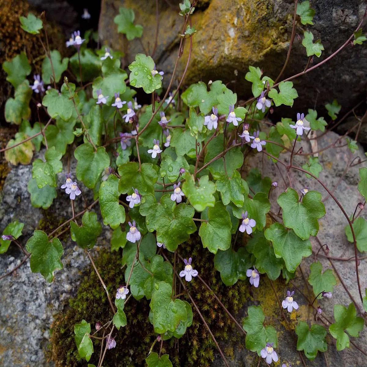 Cymbalaria Muralis Flower Seeds for Planting, NON GMO Seeds