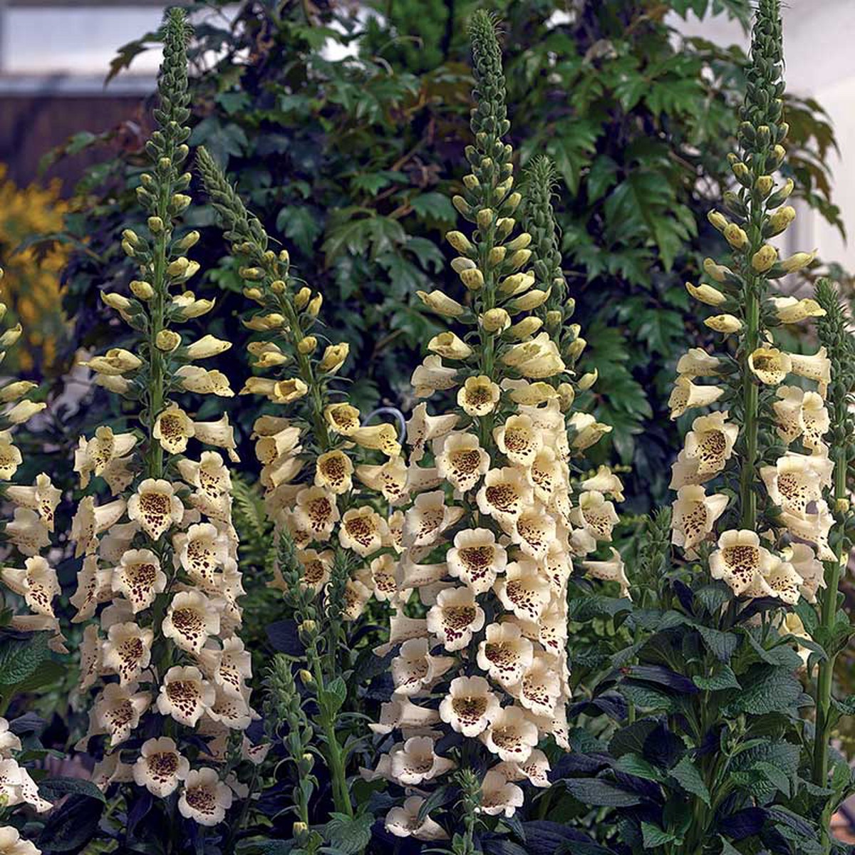 Foxglove Seeds - Camelot Cream