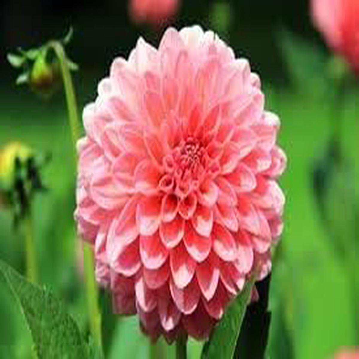 Heirloom Dahlia Flower Seeds for Planting