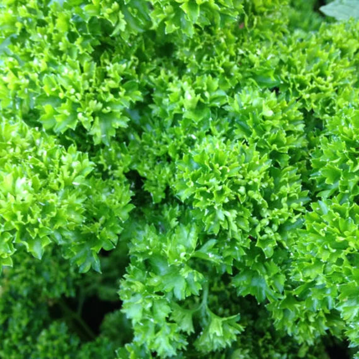 Parsley Flower Seeds Heirloom Non-GMO for Cottage Garden Planting