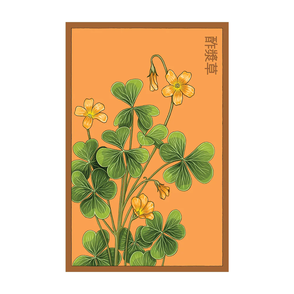 Shido Seeds Oxallis Flower Seeds