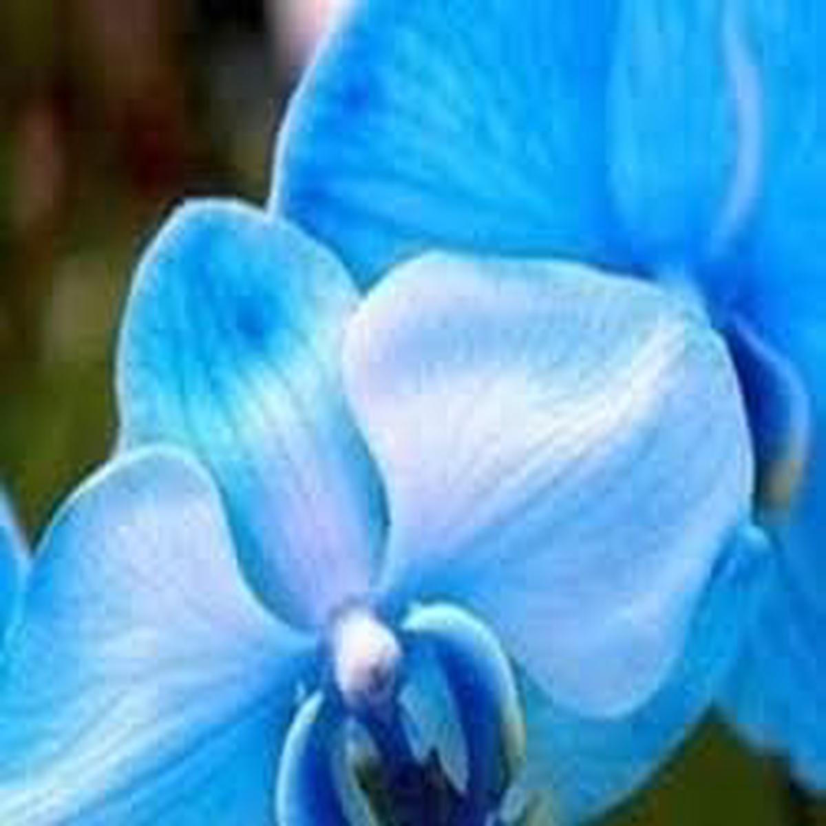 Sky Blue Phalaenopsis Seeds for Planting Heirloom, Non-GMO, Organic Garden Seeds with High Germination