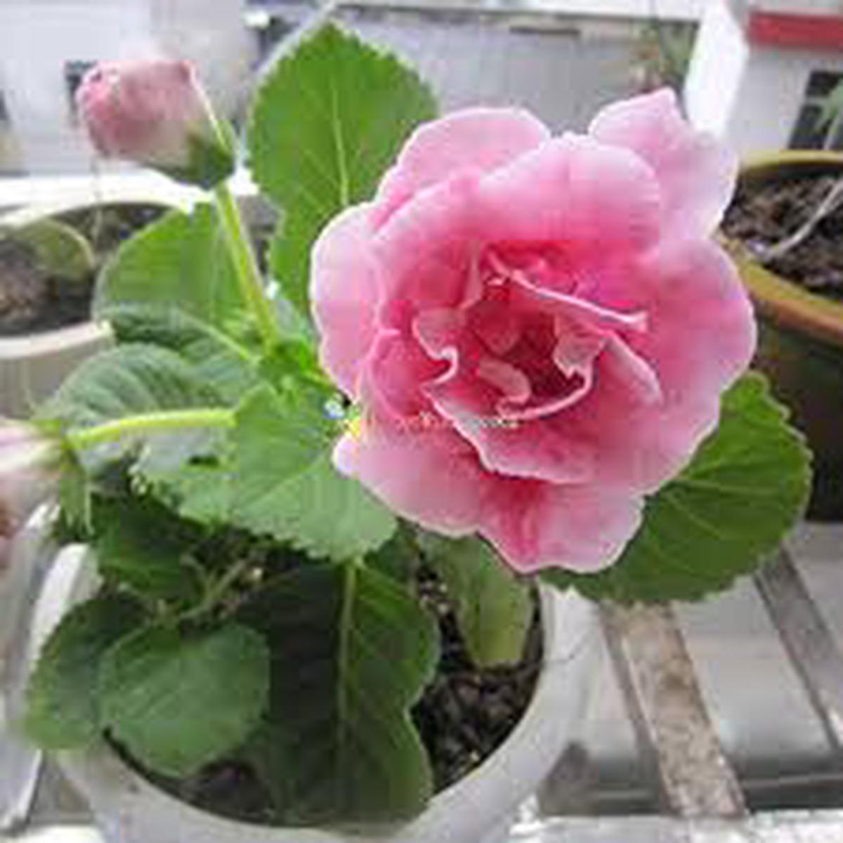 Soft Pink Brazilian Gloxinia Flower Seeds for Planting Sun Loving, Heirloom, Non-GMO, High Germination