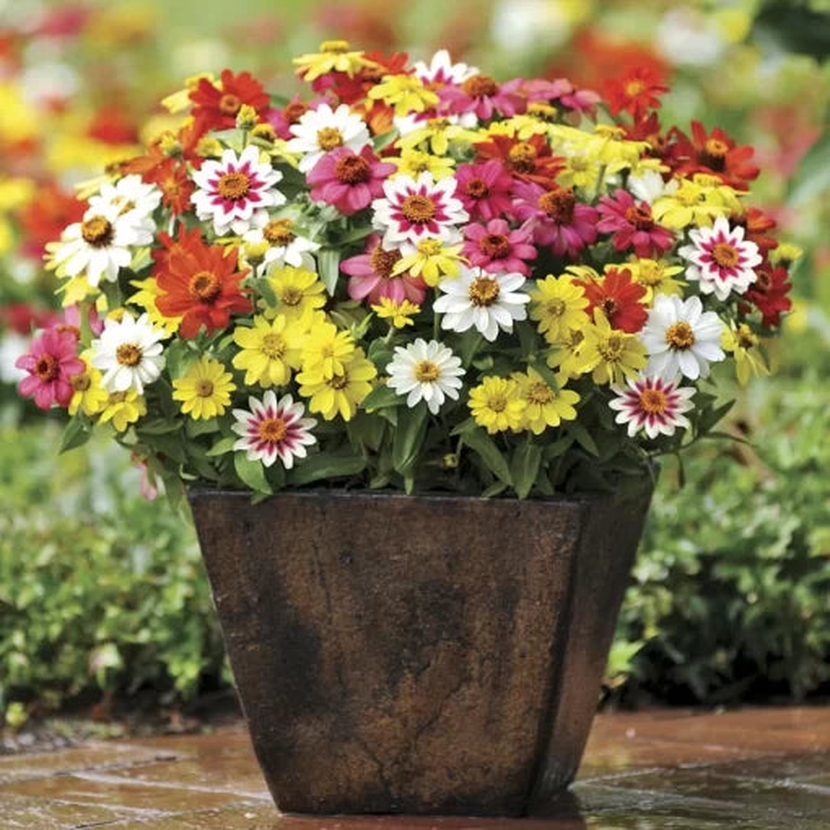 Zahara Zinnia Mix Seeds | Heat-Tolerant Multicolor Zinnias Heirloom, Non-GMO, High Germination Organic Garden Seeds