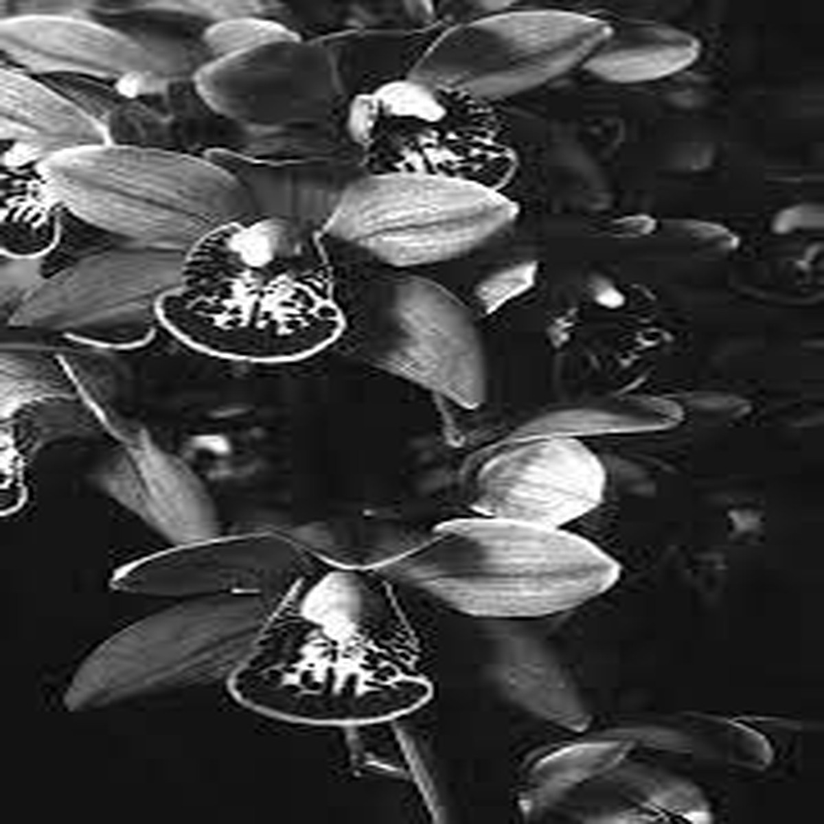 Black Cymbidium Orchid Seeds - Heirloom Non-GMO Planting Flower Seeds