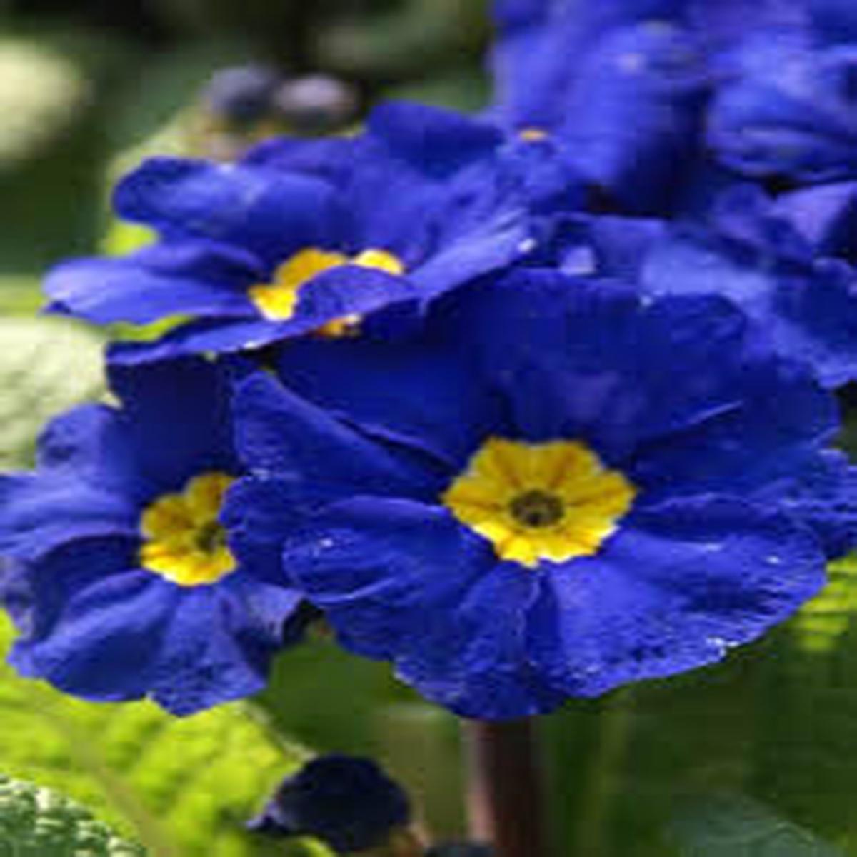 Blue Primrose Flower seeds for Planting Compact Growth, Heirloom & Non-GMO Seeds for Home Garden