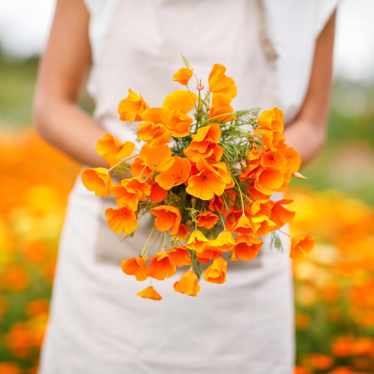 California Poppy Seeds - Orange