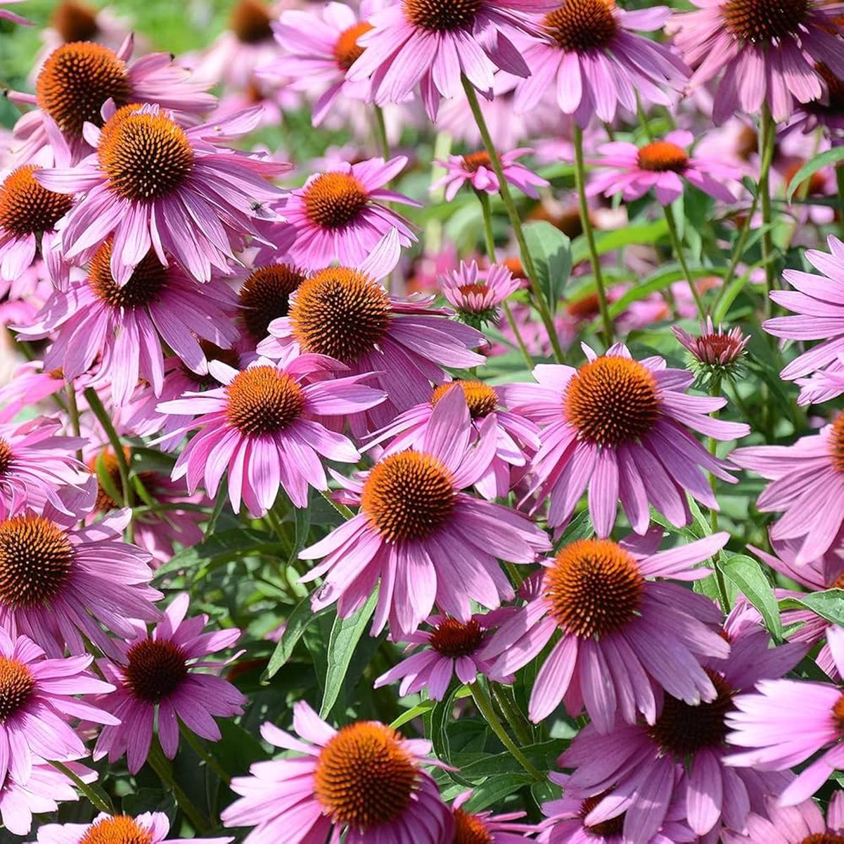 Coneflower Seeds for Planting