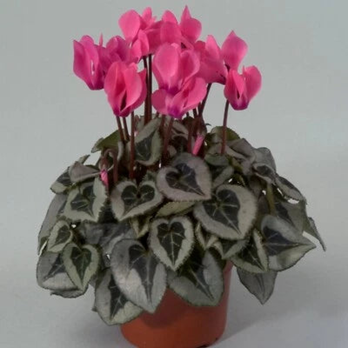 Cyclamen Seeds for Planting Cyclamen Silverado Rose Winter Flower Heirloom, Non-GMO