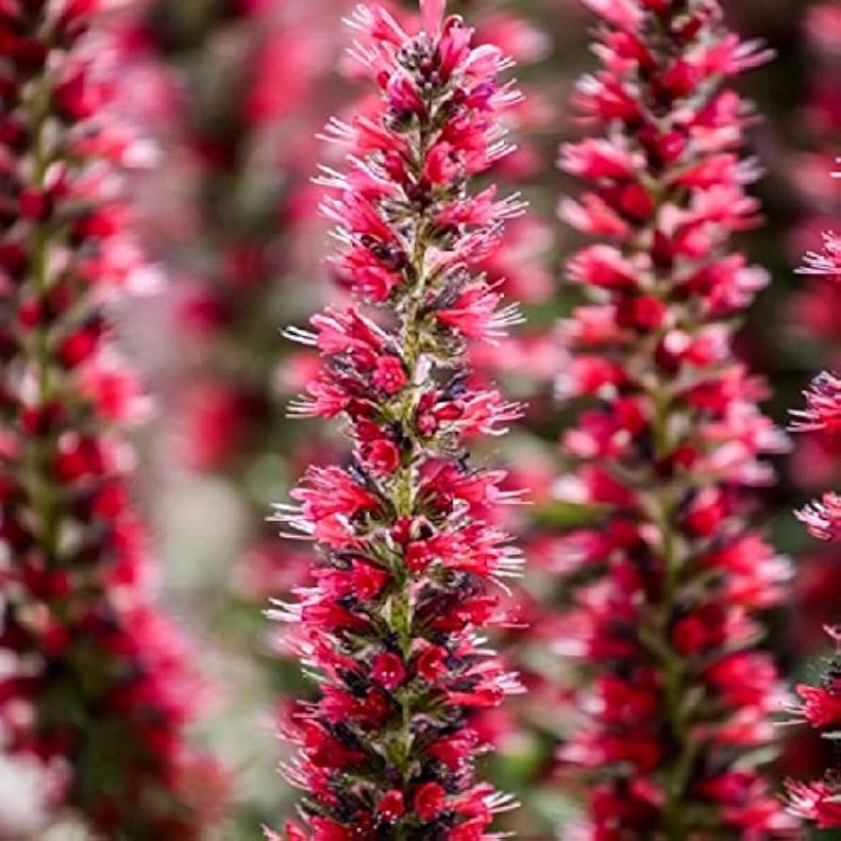 Echium Tree Echium spp Seeds for Planting in Flower Bed and Garden