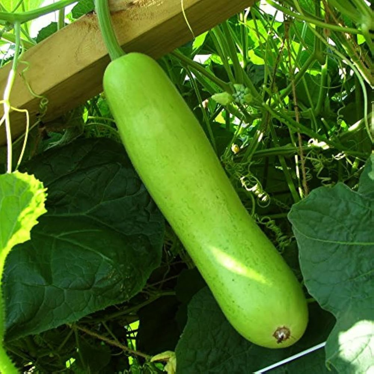Giant Gourd Seed Home Grown - HT BU LN Heirloom, Non-GMO