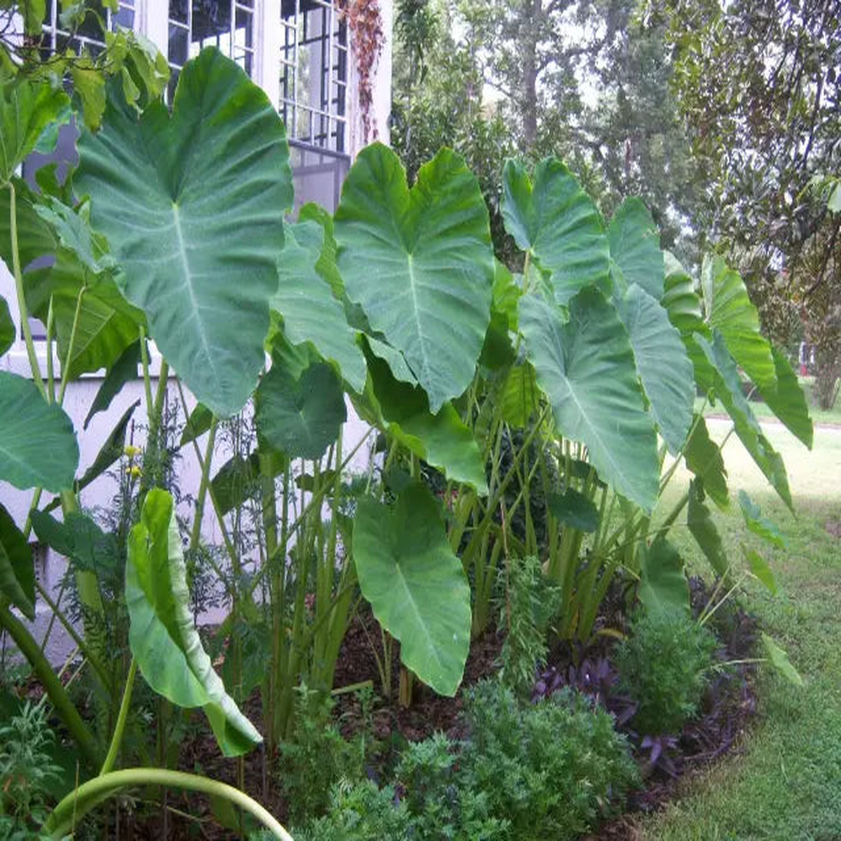 Heirloom Colocasia Elephant Ear Plant Seeds for Planting Non-GMO, Organic Garden Seeds with High Germination