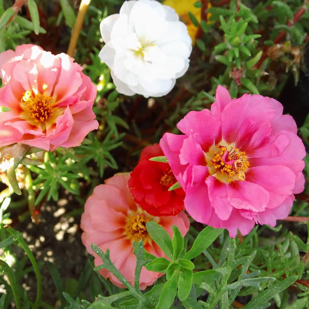 Heirloom Non-GMO Grandiflora Flower Seeds for Garden Large Vibrant Blooms