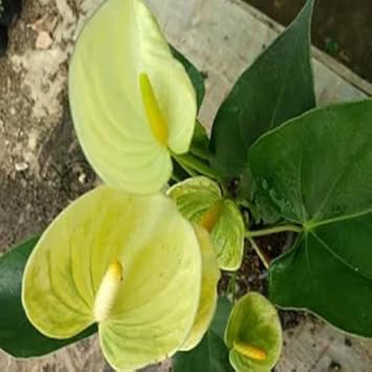 Heirloom Non-GMO Light Yellow Anthurium Flower Seeds Exotic Tropical Bloom Seeds for Planting, High Germination