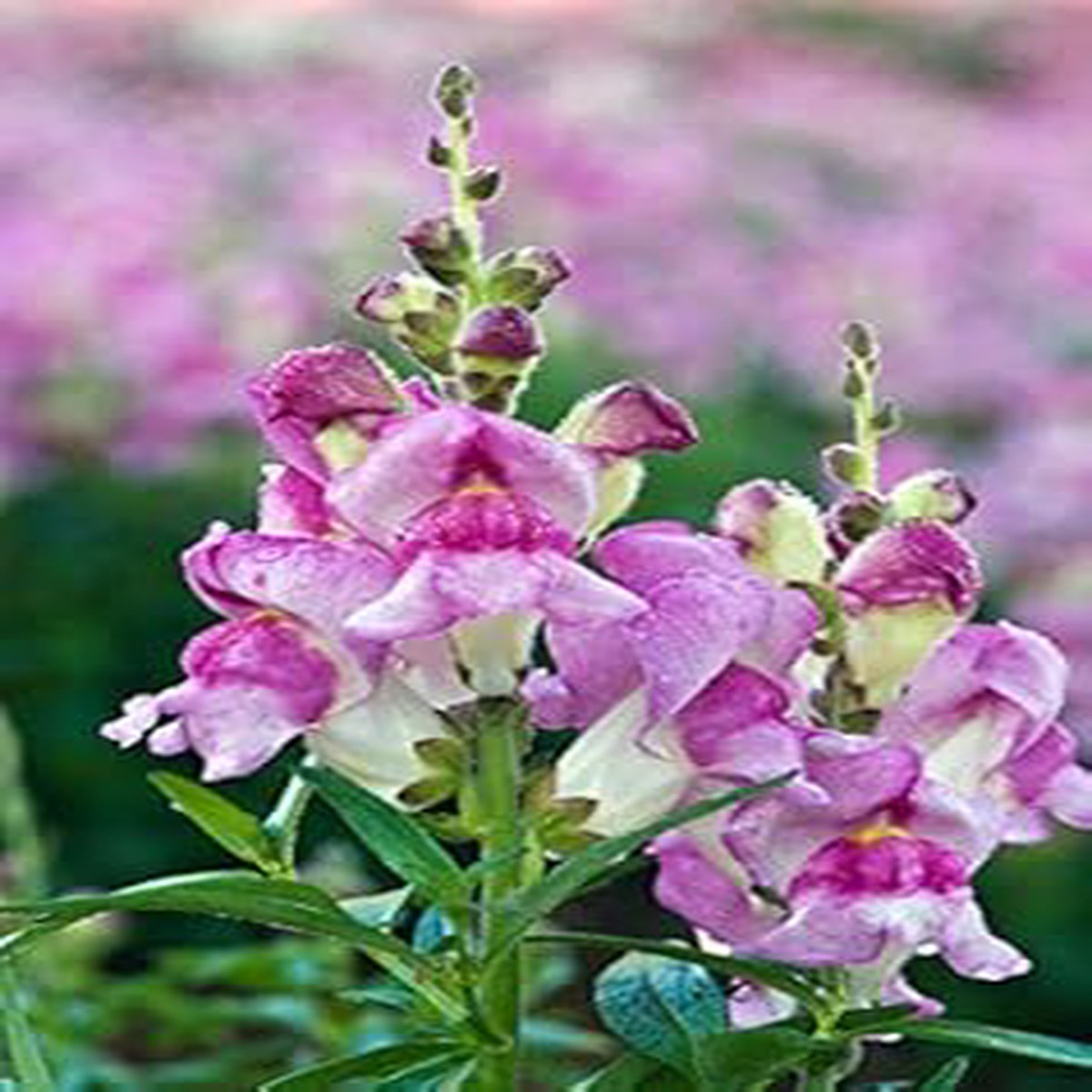 Light Violet Antirrhinum Seeds for Planting Organic Heirloom Non-GMO High Germination Flower Seeds