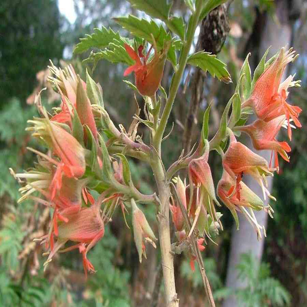 Melianthus Comosus Flower Seeds for Planting