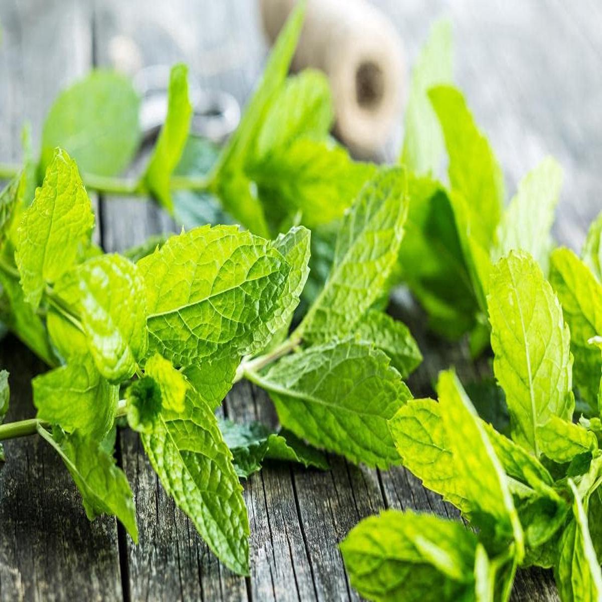 Mint Plant Seeds for Planting, 100 pcs