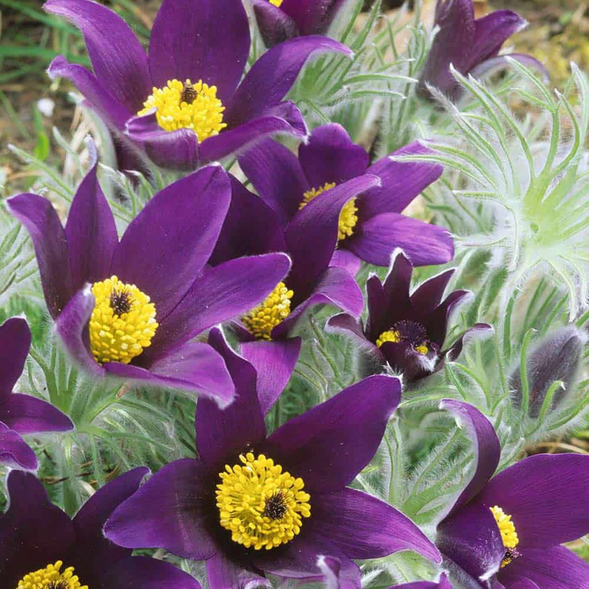 Purple Pasque Flower Seeds for Planting Heirloom, Non-GMO, High Germination Organic Garden Seeds