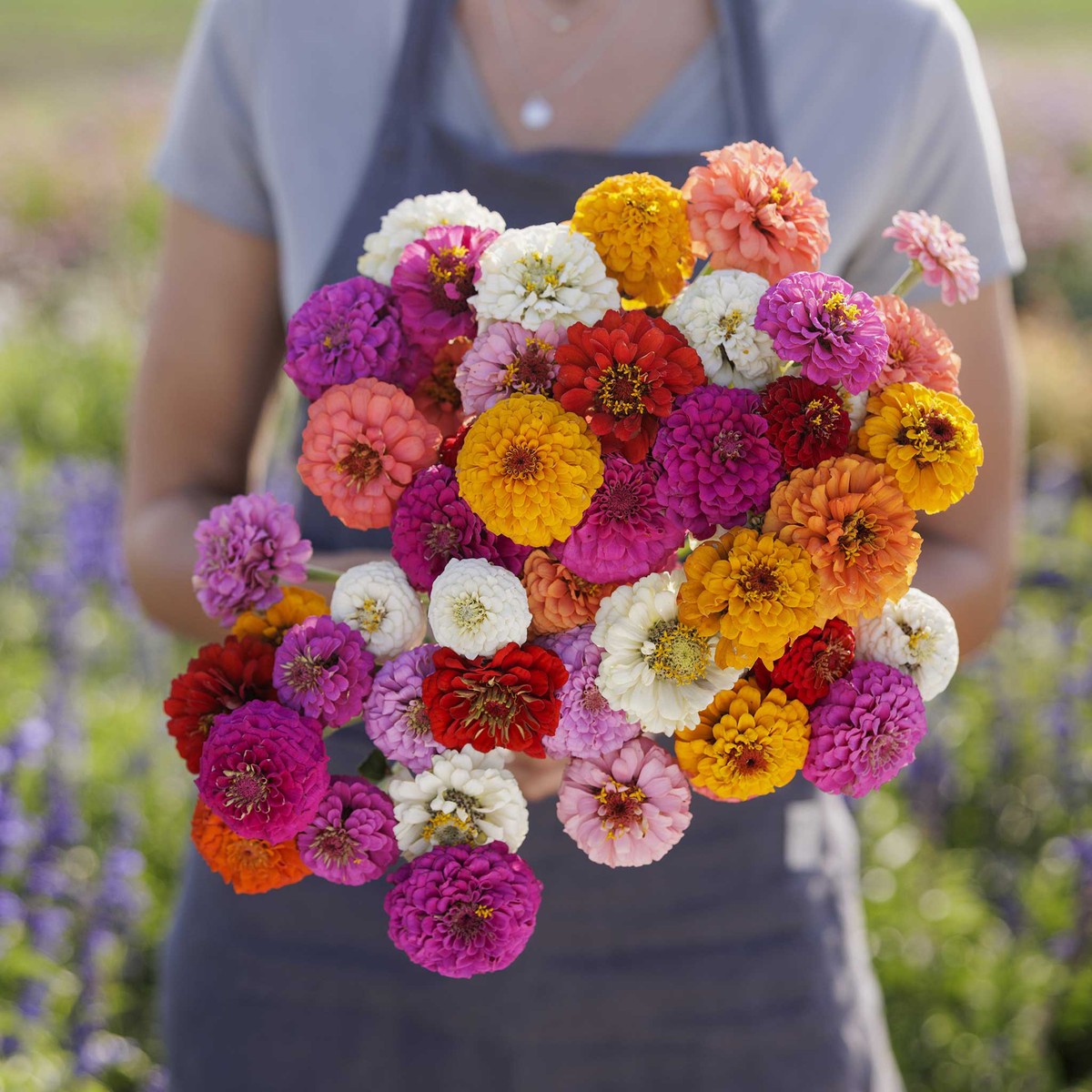 Zinnia Seeds - Sprite Mix