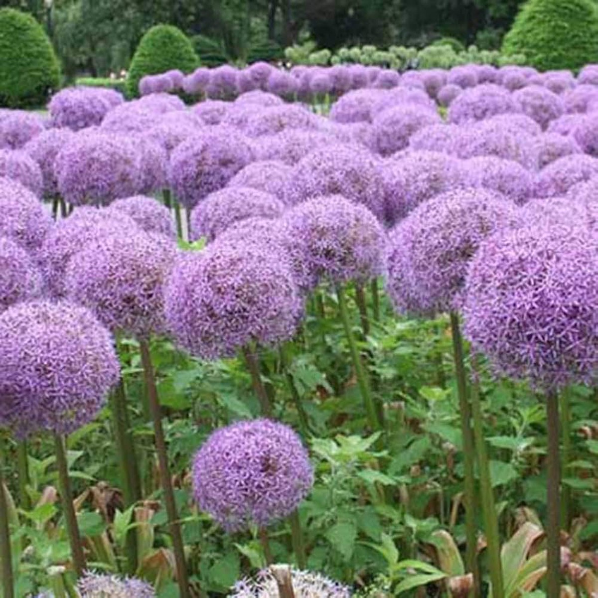 Allium Giganteum Seeds for Planting Sky Blue for Flower Beds and Borders