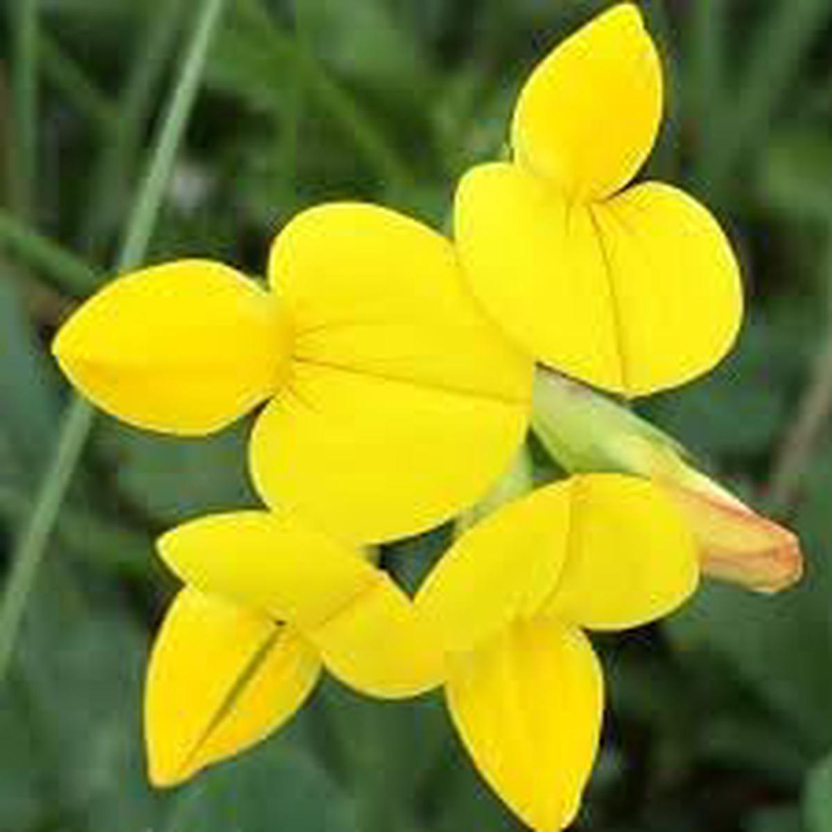 Birdsfoot Flower Seeds for Planting - NON GMO Seeds