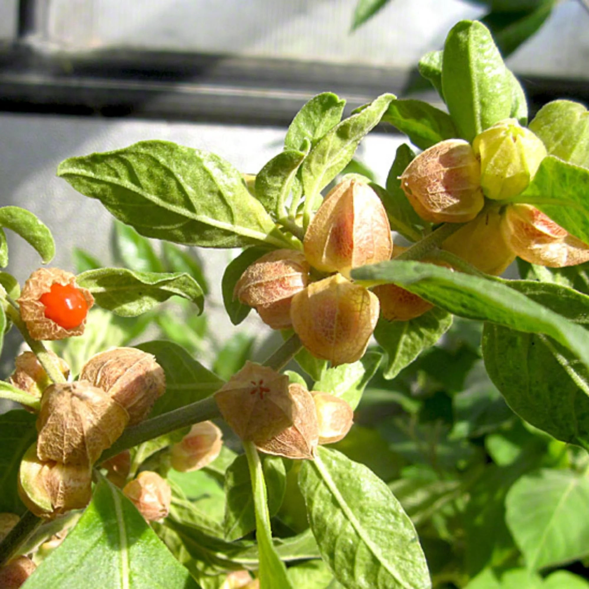 Green Ashwagandha Flower seeds for Planting - Wildflower Mix, Heirloom & GMO Free Seeds for Home Garden