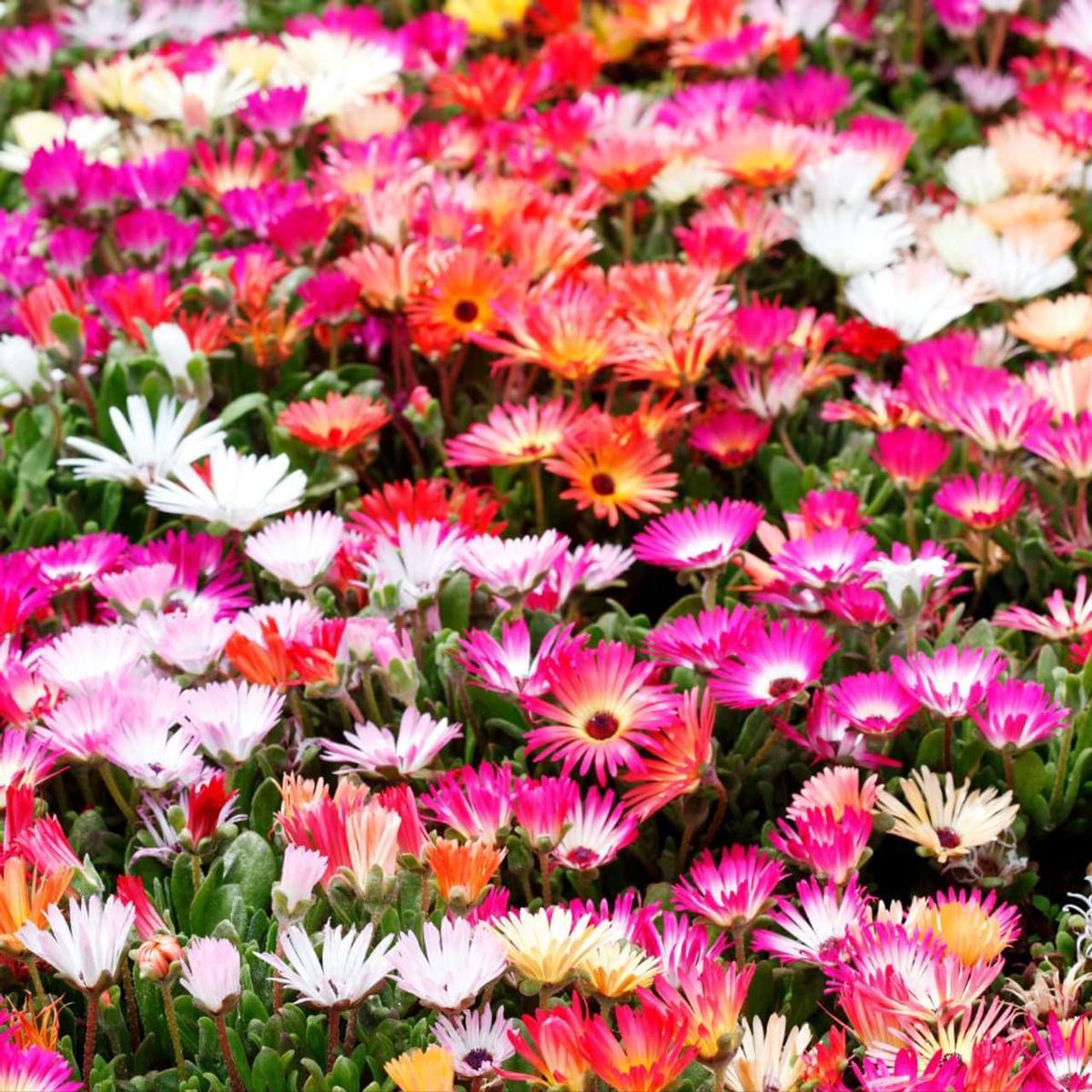 Mesembryanthemum Flower Seeds for Planting Compact Growth, Heirloom, Non-GMO, High Germination Garden Seeds
