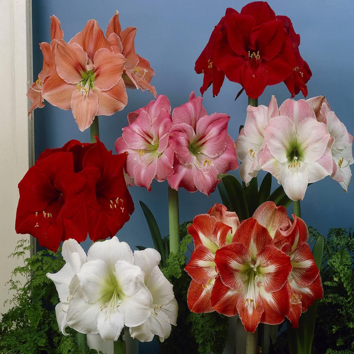 Mixed Colour Amaryllis Barbados Flower Seeds for Planting Heirloom, Non-GMO, Compact Growth, High Germination