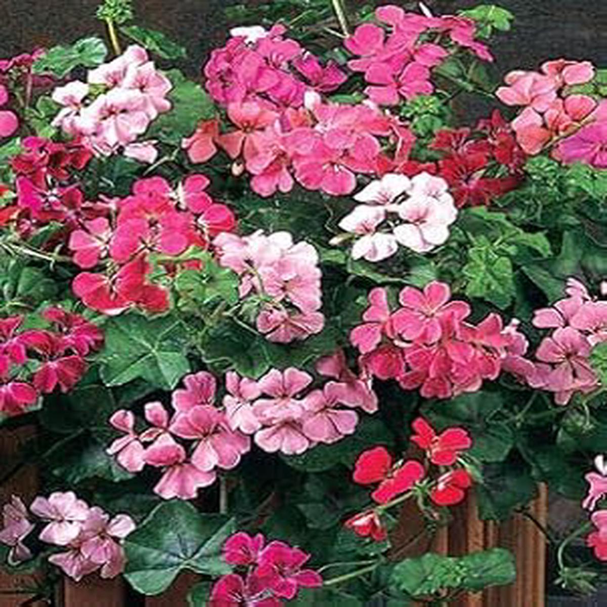 Mixed Perennial Pelargonium (Geranium) Flower Seeds Non-GMO Heirloom High Germination Seeds for Planting
