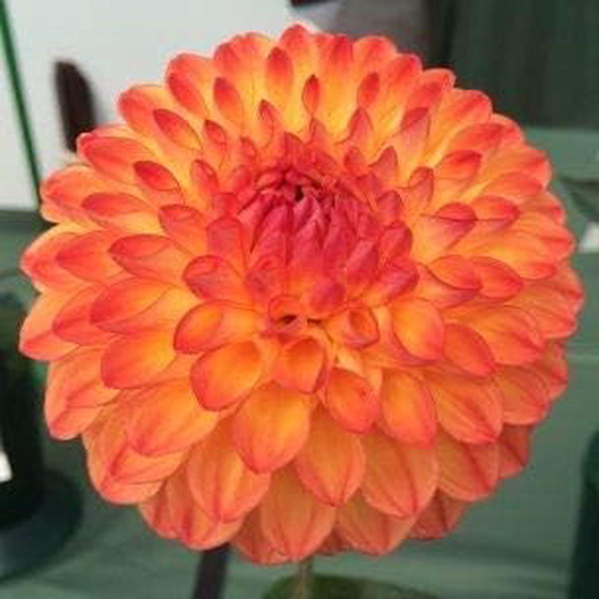 Orange White Dahlia Seeds for Planting Organic Garden Seeds, Heirloom, Non-GMO with High Germination