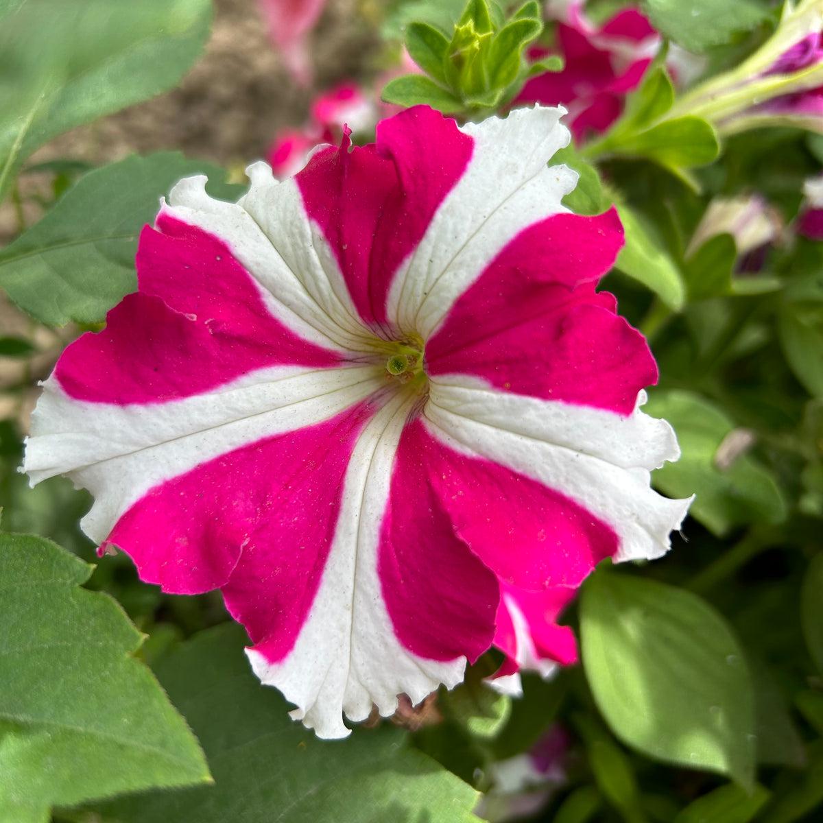 Petunia Ultra Rose Star Seeds for Ultra-Vibrant Petunia Blooms