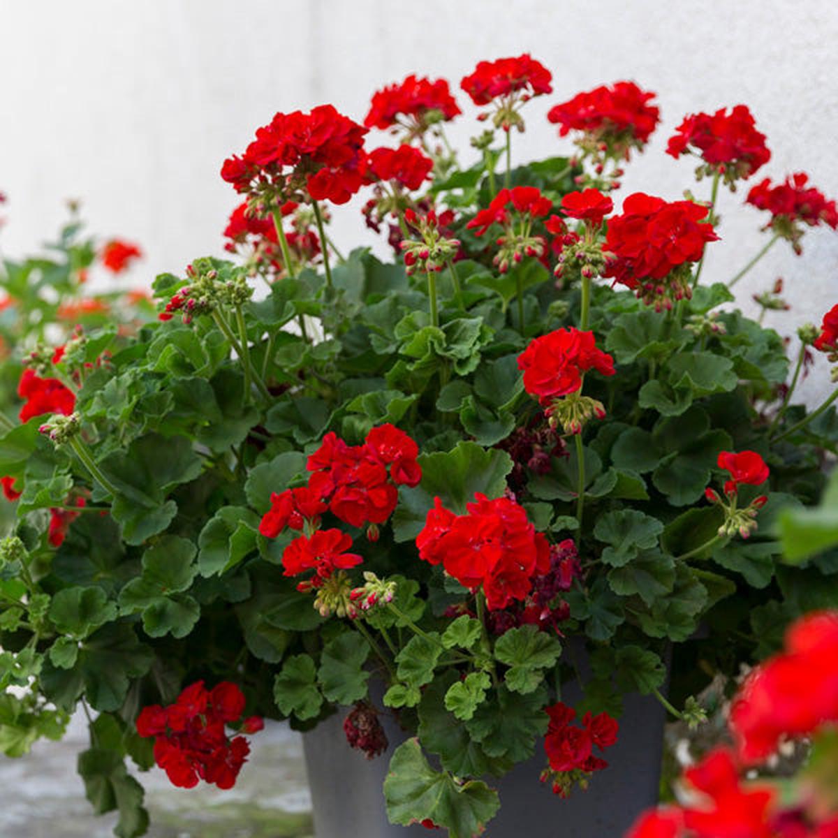 Red Geranium Breakaway Flower Seeds for Planting Heirloom, Non-GMO, High Germination Organic Garden Seeds