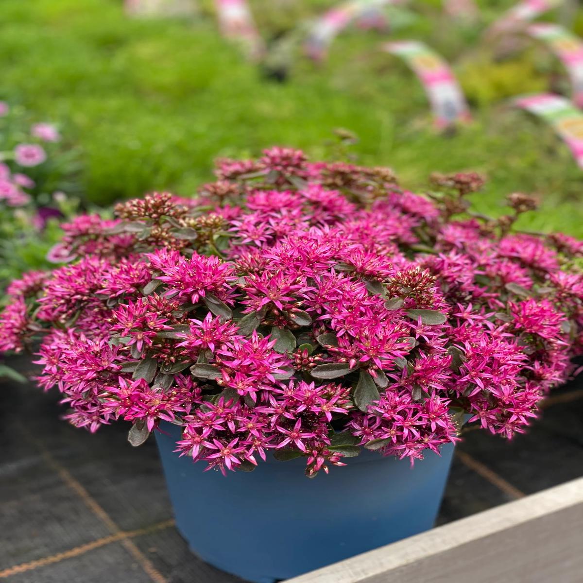 Sedum Spurium Flower Seeds for Planting Heirloom Non-GMO, High Germination Organic Garden Seeds