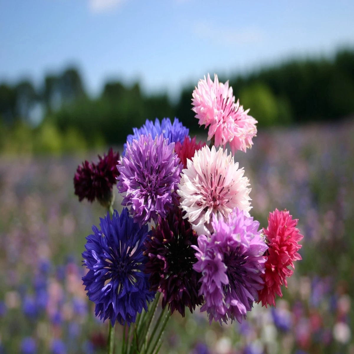 Bachelor Button Dwarf Polka Dot Mix Seeds Dwarf Centaurea SHIPPING Seeds Heirloom, Non-GMO, High Germination Organic Garden Seeds