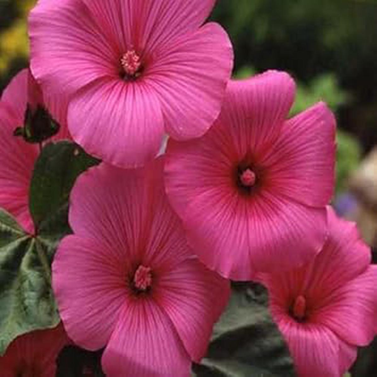 Lavatera Trimestris Pink Seeds for Planting Organic, Heirloom, Non-GMO