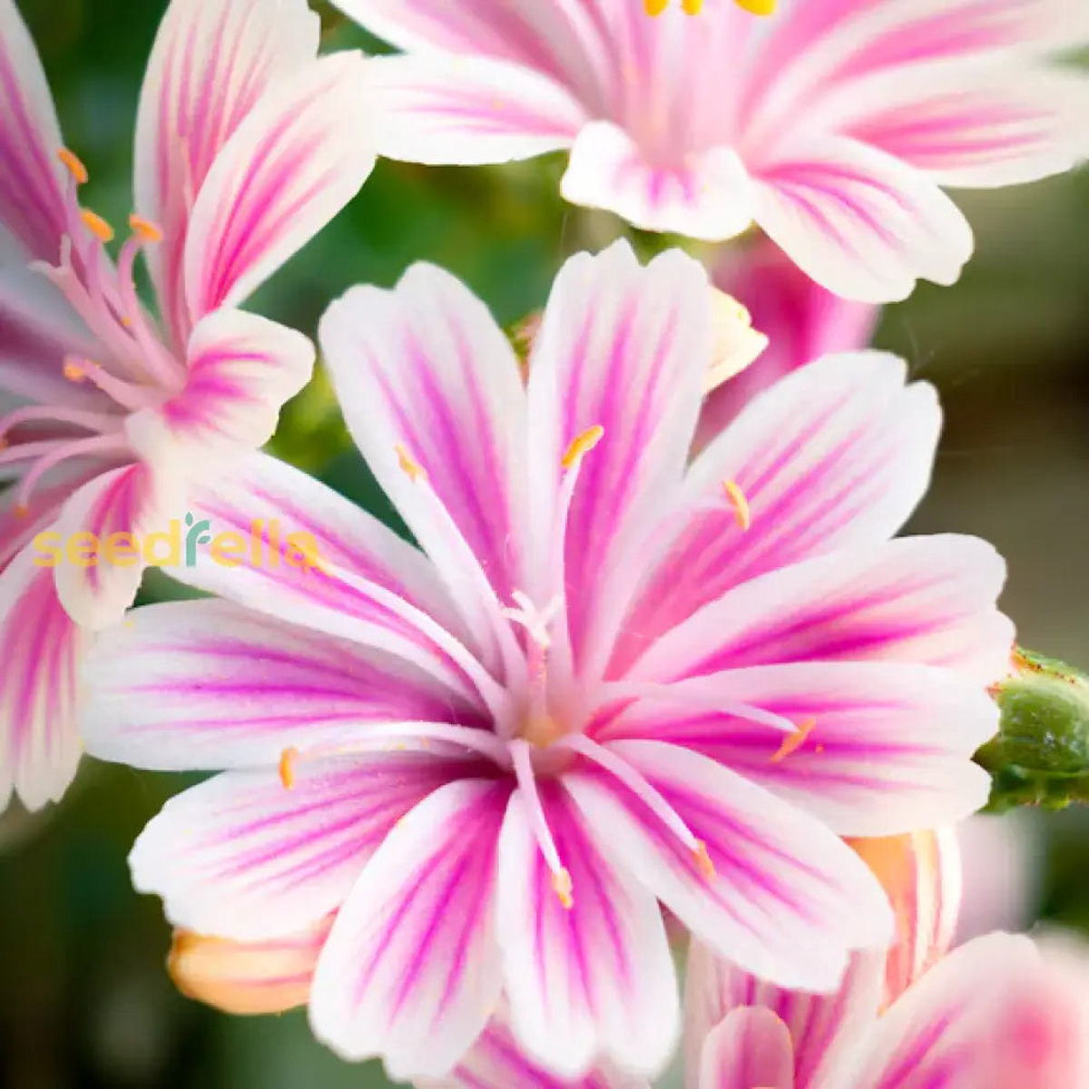 Lewisia Sunset Strain Mixed Seeds - Perfect for Planting