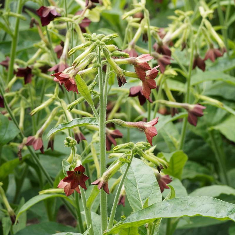 Tobacco Seeds - Bronze Queen