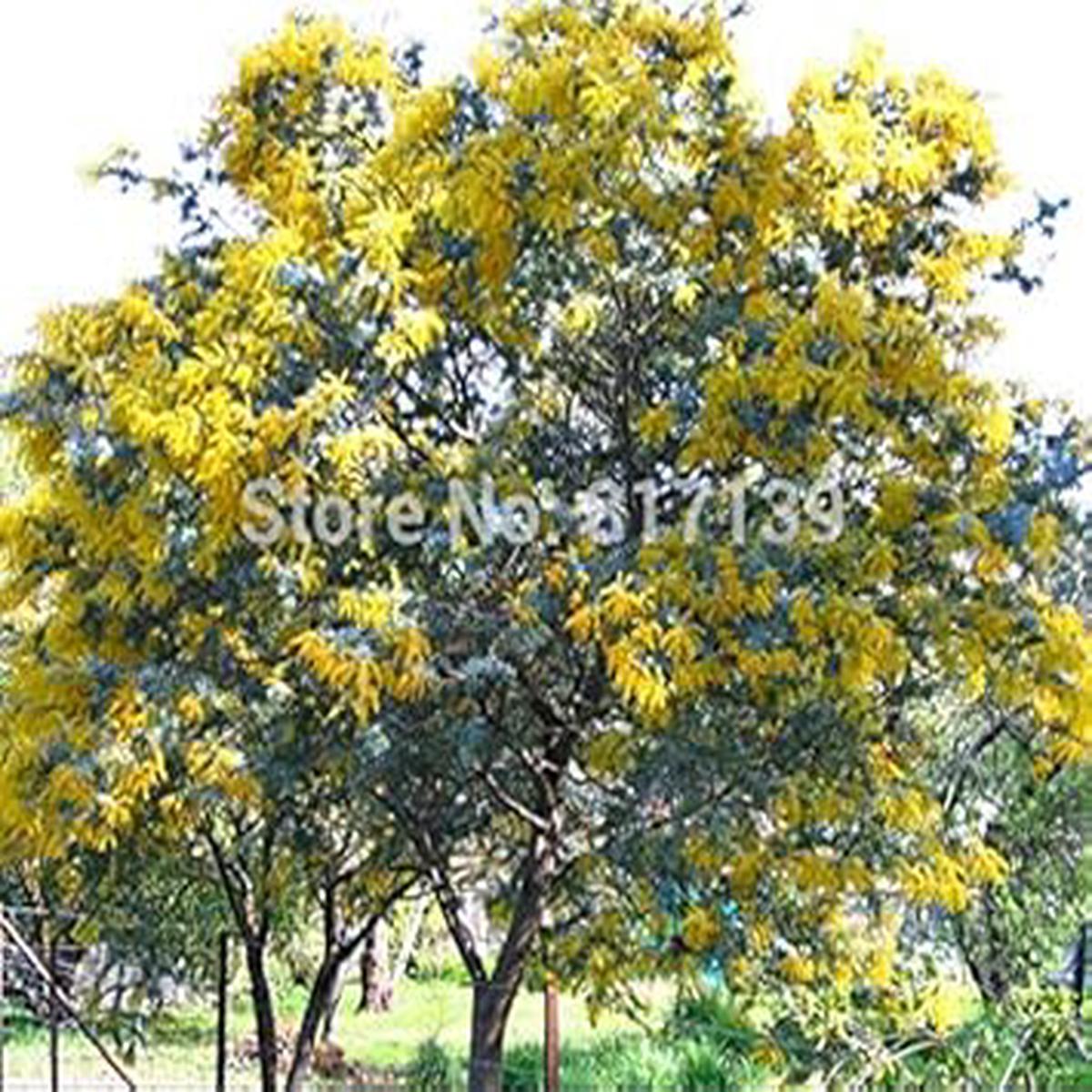 Yellow Wattle Flower Seeds for Planting - 100 pcs