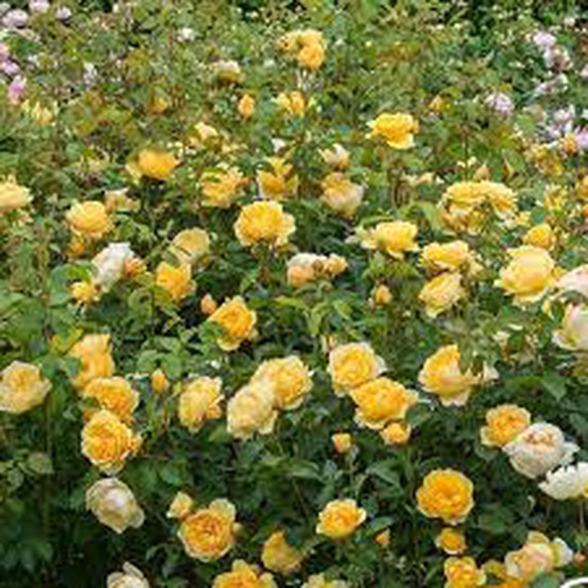 Yellow White Climbing Rose Flower Seeds for Planting Heirloom, Non-GMO, High Germination Organic Garden Seeds