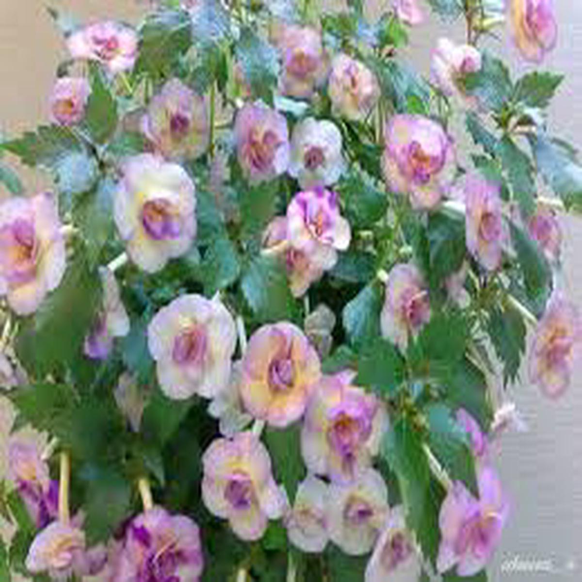 Achimenes Limoncello Flower Seeds for Planting Hardy Variety, Heirloom, Non-GMO, High Germination