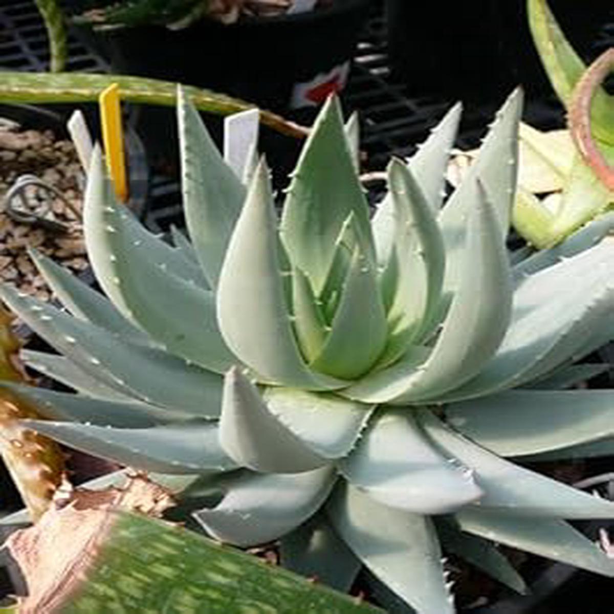 Aloe Plant Seeds for Planting - 100 Pcs pcs