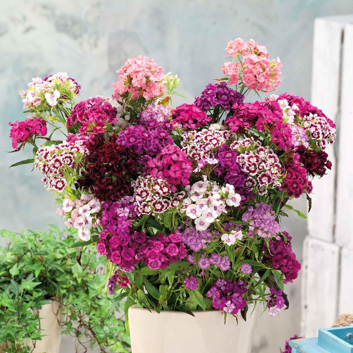 Bulk Sweet William Seeds - Tall Double Mix