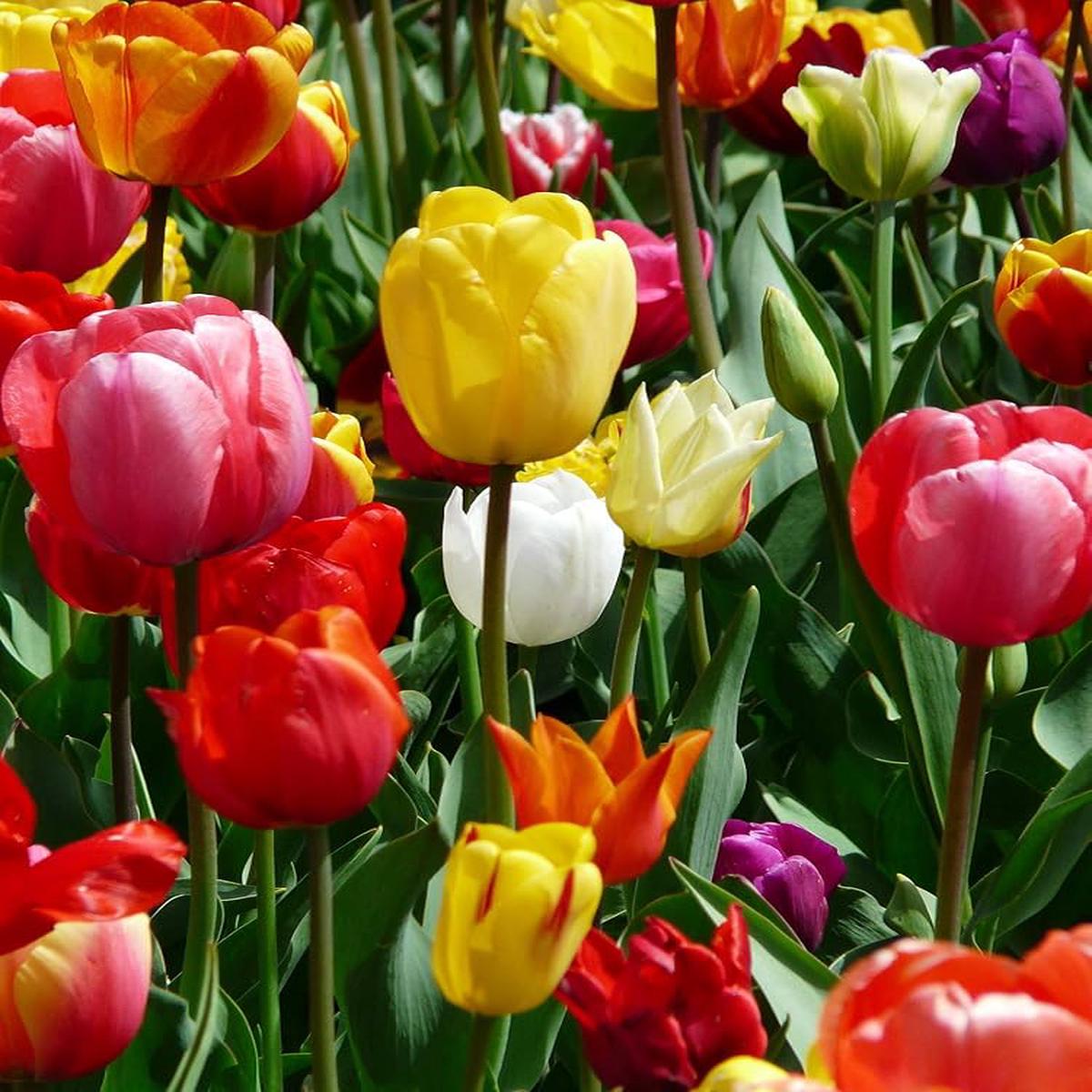 Classic Tulip Flower Easy-Grow Spring Flowers for Garden Borders