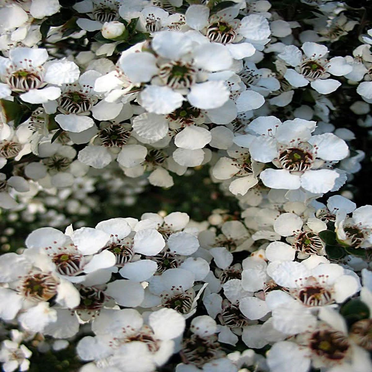 Heirloom Non-GMO Leptospermum Flower Seeds for Planting Tea Tree Ornamental Garden Blooms