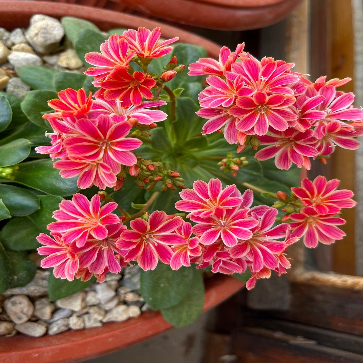 Lewisia Cotyledon Flower Seeds for Planting Perennial Rock Garden Favorite, Colorful Blooms