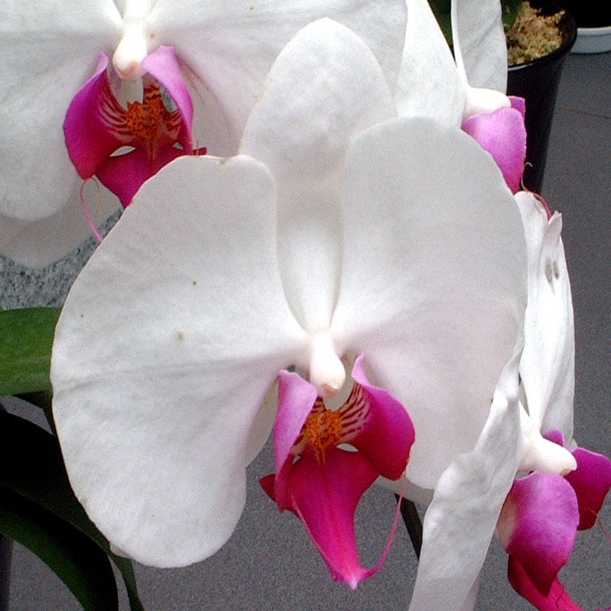Orchid Phalaenopsis Aphrodite Flower Seeds for Planting