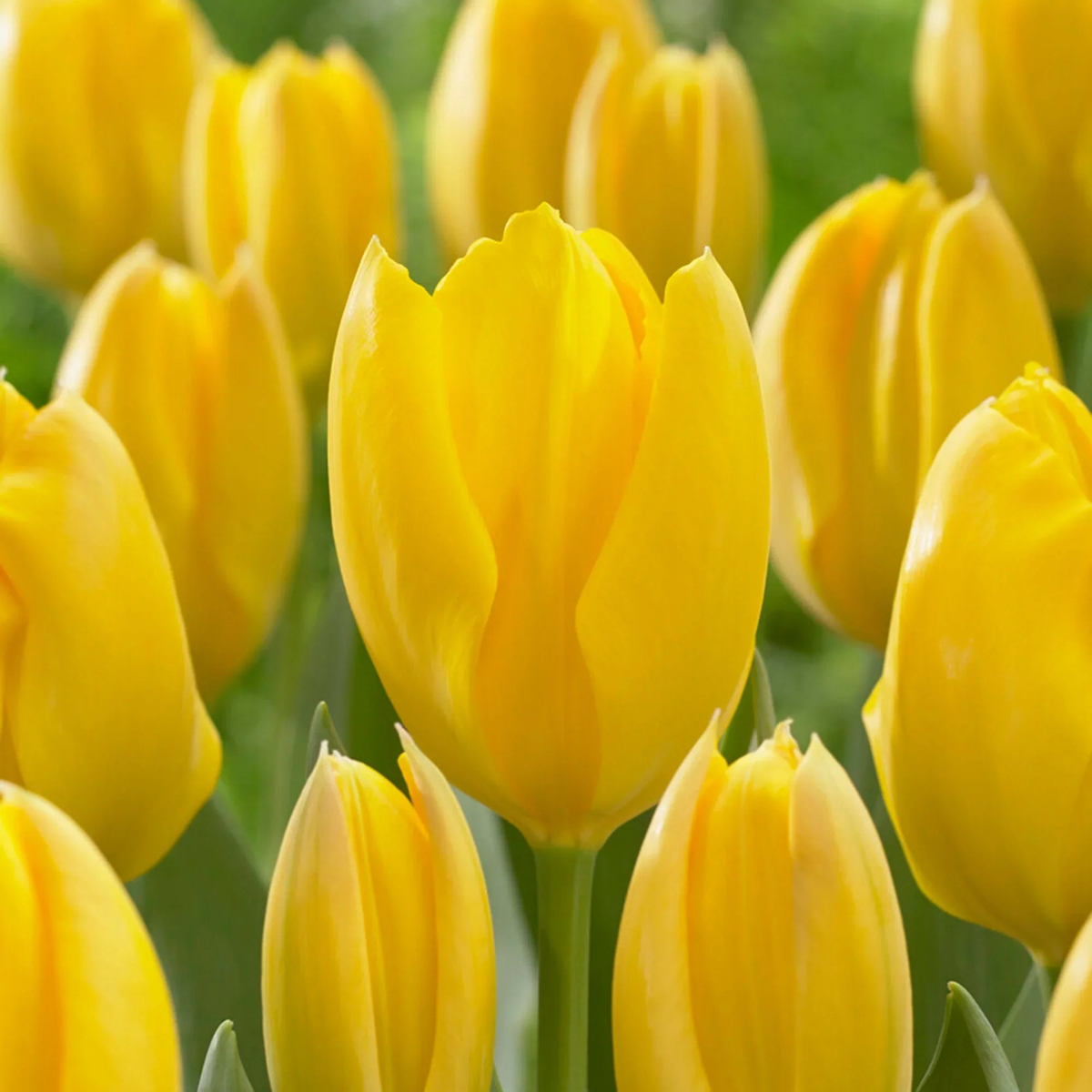 Yellow Tulip Flower Seeds for Planting  Heirloom, Non-GMO, Cottage Garden Essential